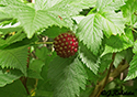 Rubus spectabilis